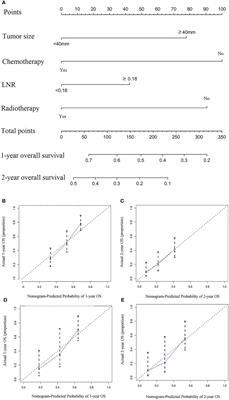 Development and external validation of a dynamic nomogram to predict the survival for adenosquamous carcinoma of the pancreas